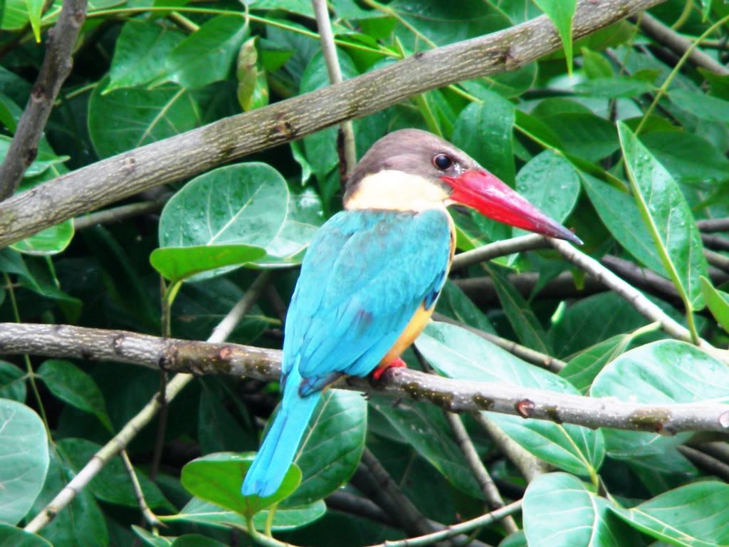 Blue Bird With Red Chest Pictures, Images & Photos Photobucket