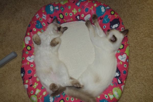 In the Cat Bed Chilling photo 6bd7371a-8daa-4e77-b9e1-5a095c10c44b.jpg