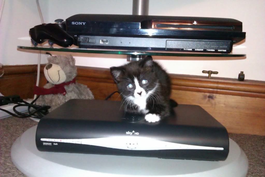 How to stop my kitten jumping up on things? Page 2 UK Pet Forums Forum