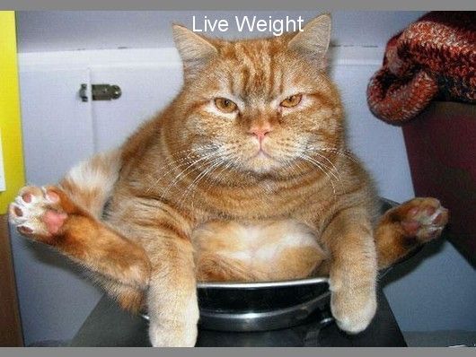 Funny-Animals-Live-Weight_zps23fe24f1.jpg