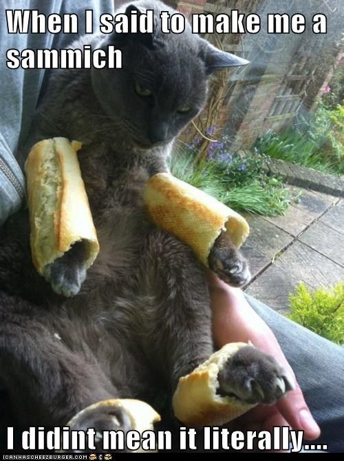 funny-cat-pictures-when-i-said-to-make-me-a-sammich-i-didint-mean-it-literally_zps9be7be07.jpg