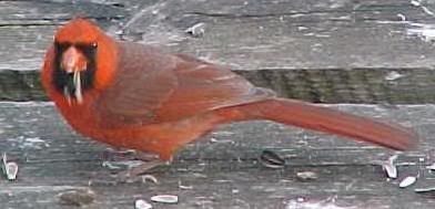 Red Jays