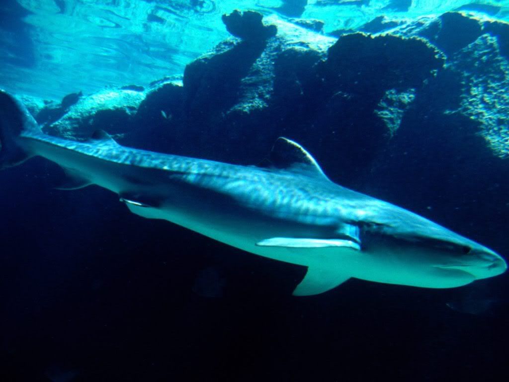 tiger shark photo: tiger shark tiger_shark.jpg