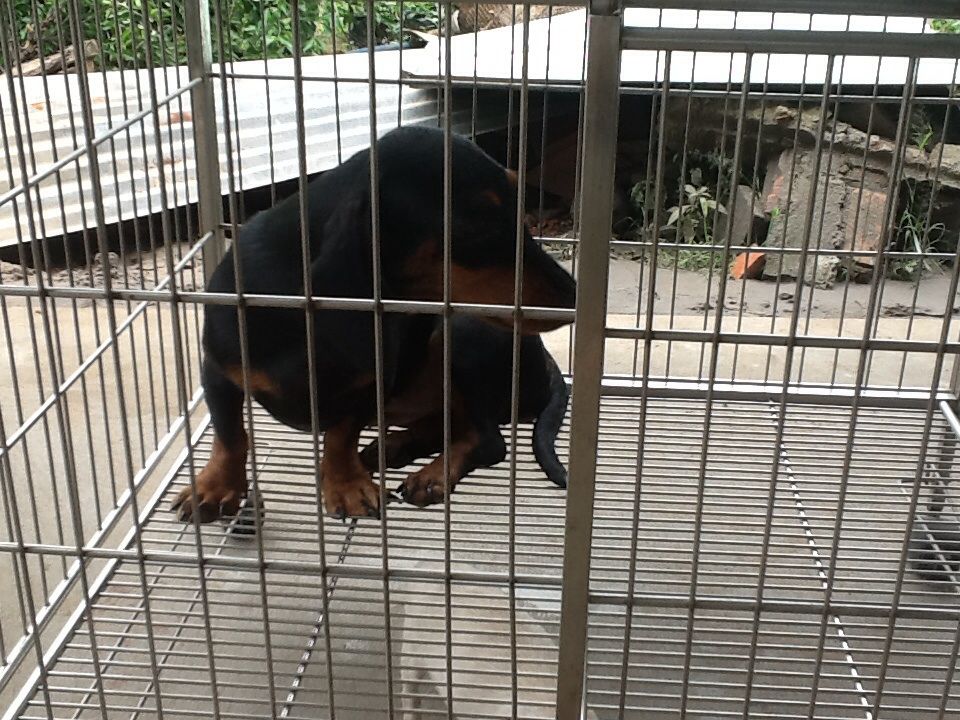 Bến Tre _ Cần bán 3 con tacken 8 tháng tuổi gấp !!! - 1