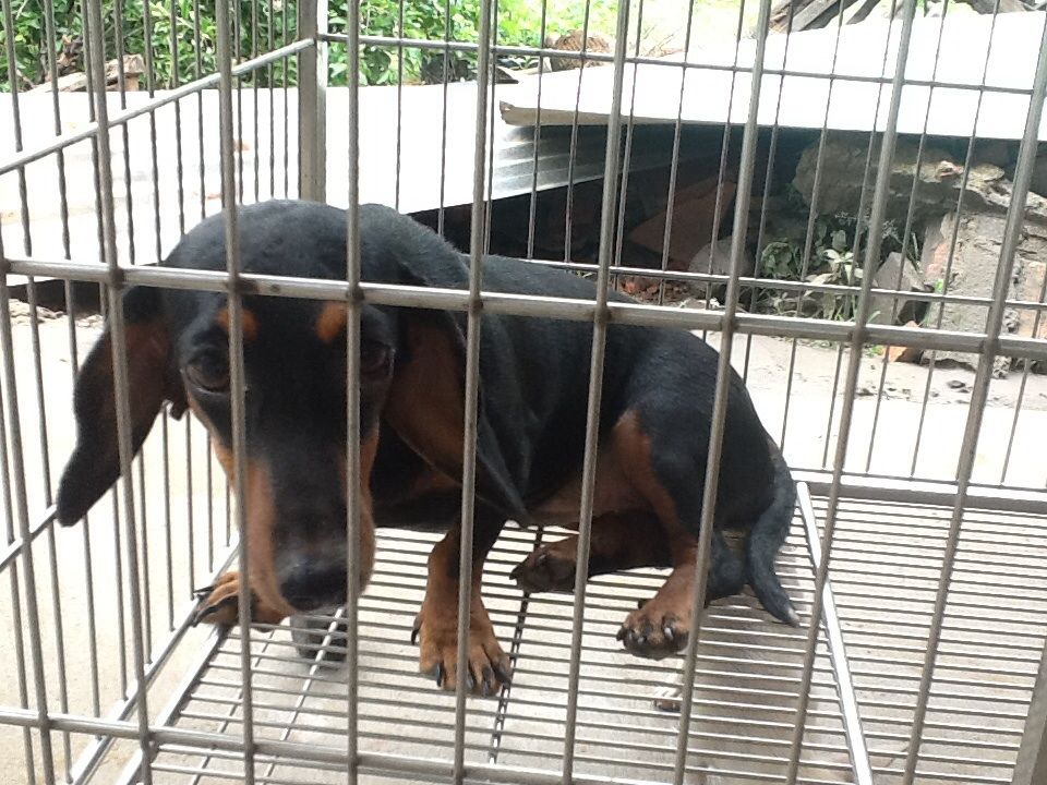 Bến Tre _ Cần bán 3 con tacken 8 tháng tuổi gấp !!!