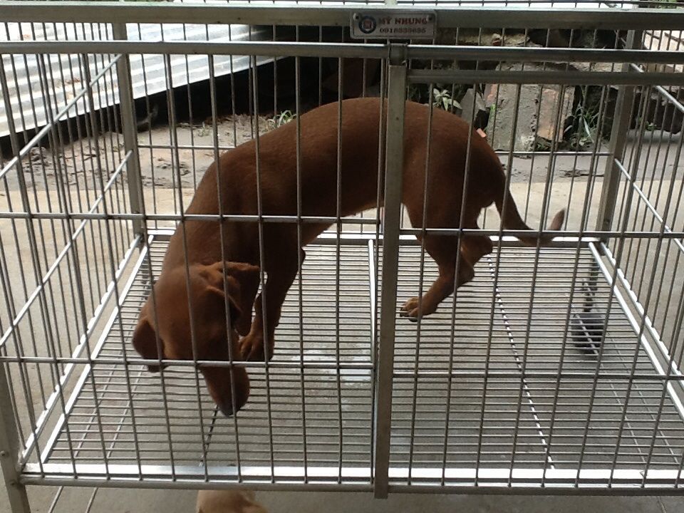 Bến Tre _ Cần bán 3 con tacken 8 tháng tuổi gấp !!! - 3