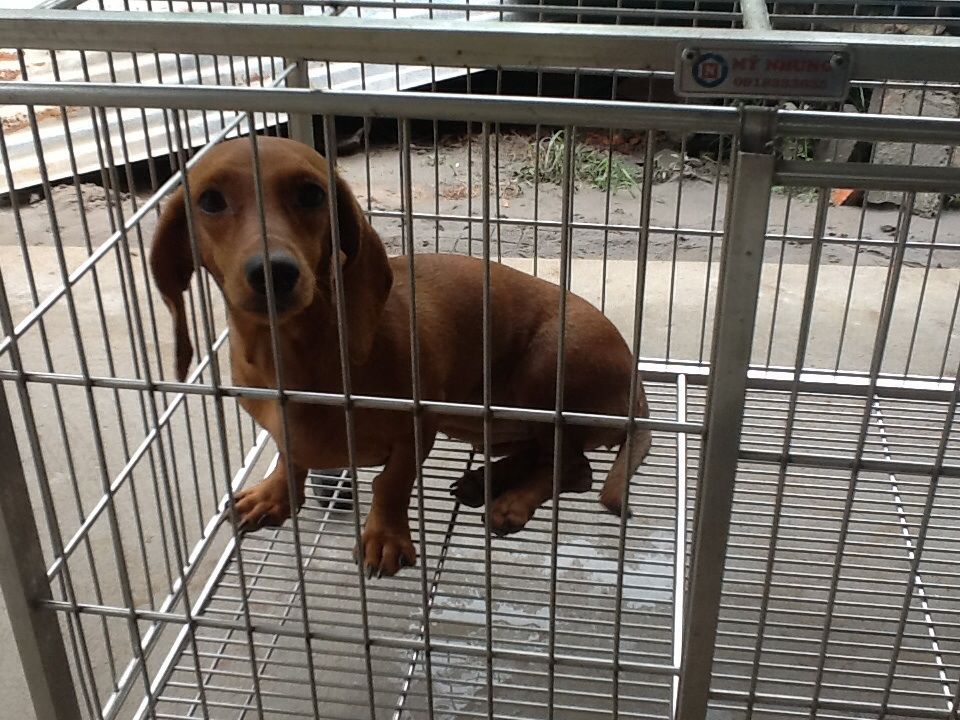 Bến Tre _ Cần bán 3 con tacken 8 tháng tuổi gấp !!! - 2