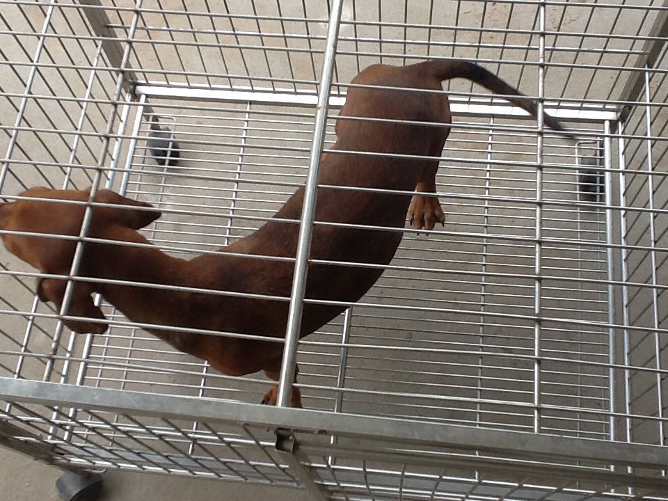 Bến Tre _ Cần bán 3 con tacken 8 tháng tuổi gấp !!! - 4