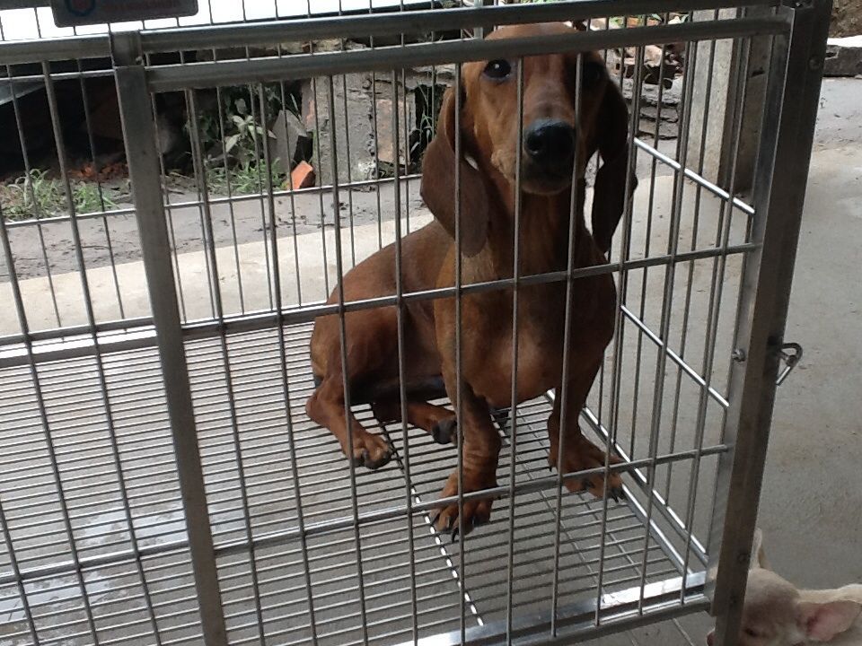 Bến Tre _ Cần bán 3 con tacken 8 tháng tuổi gấp !!! - 5