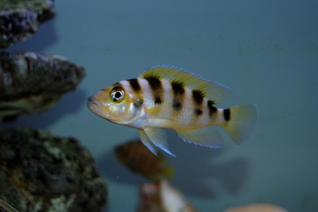 Neolamprologussexfasciatus1_zps121e8a18.jpg