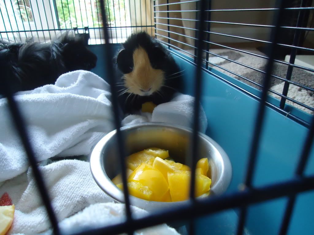 2010_08020033.jpg