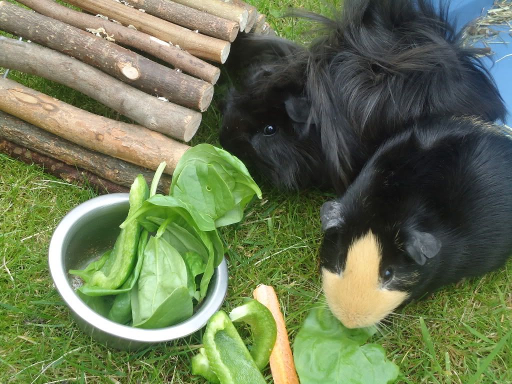 2010_08020060.jpg